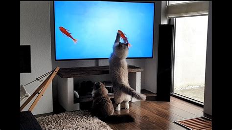 Cat tv for cats - Watch All Day with the CatTV Playlist: https://www.youtube.com/watch?v=QWWx4oWA9V8&list=PLcINAB_teMUtSRqiQCyY7dQnL209UY-sF This week is the 100th Episode of ...